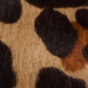 LEOPARDO
